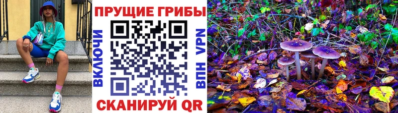 купить наркотики сайты Губкин дарк нет наркотические препараты Псилоцибиновые грибы прущие грибы